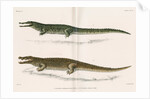 Madagascan crocodiles by Louis Léchaudel