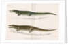 Madagascan crocodiles by Louis Léchaudel