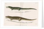 Madagascan crocodiles by Louis Léchaudel