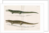 Madagascan crocodiles by Louis Léchaudel