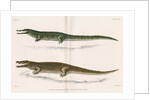 Madagascan crocodiles by Louis Léchaudel
