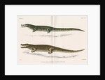 Madagascan crocodiles by Louis LÃ©chaudel