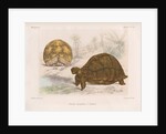 Angonoka tortoise by Louis LÃ©chaudel