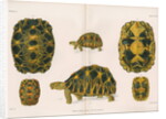 Radiated tortoise by Louis Léchaudel