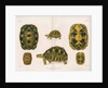 Radiated tortoise by Louis Léchaudel