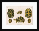 Radiated tortoise by Louis Léchaudel