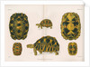 Radiated tortoise by Louis Léchaudel