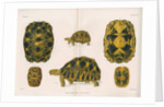 Radiated tortoise by Louis Léchaudel