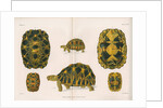 Radiated tortoise by Louis Léchaudel