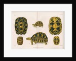 Radiated tortoise by Louis LÃ©chaudel