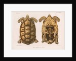 Angonoka tortoise by Louis LÃ©chaudel
