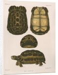 Spider tortoise by Étienne Alexandre Arnould Locard