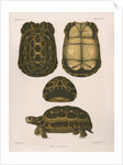 Spider tortoise by Étienne Alexandre Arnould Locard