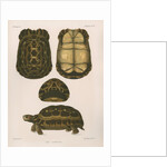 Spider tortoise by Étienne Alexandre Arnould Locard