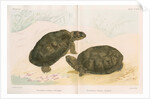 African mud turtles by Louis LÃ©chaudel