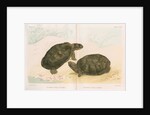 African mud turtles by Louis LÃ©chaudel