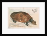 Madagascan big-headed turtle by Louis LÃ©chaudel