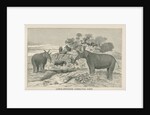 â€˜Loxolophodon cornutusâ€™ by Edwin Sheppard