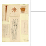 ‘Clavularia viridis’ by Sydney John Hickson