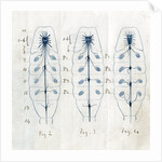 Ganglia and nerves of scorpions by Edwin Ray Lankester