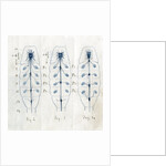 Ganglia and nerves of scorpions by Edwin Ray Lankester