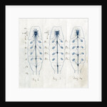 Ganglia and nerves of scorpions by Edwin Ray Lankester