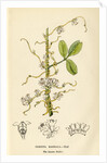 Lucerne dodder by John Frederick Crouch