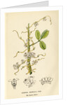Lucerne dodder by John Frederick Crouch