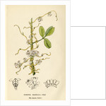 Lucerne dodder by John Frederick Crouch