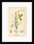 Lucerne dodder by John Frederick Crouch