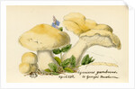 St. George's mushroom by Unknown