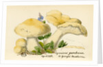 St. George's mushroom by Unknown