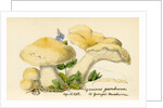 St. George's mushroom by Unknown