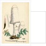 Shaggy ink cap by Unknown