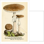 Blusher mushroom by Unknown