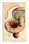 Milk cap mushroom by Worthington George Smith