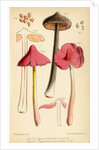 Sepia pinkgill and Pink waxcap mushrooms by Worthington George Smith