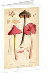 Sepia pinkgill and Pink waxcap mushrooms by Worthington George Smith