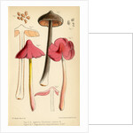 Sepia pinkgill and Pink waxcap mushrooms by Worthington George Smith