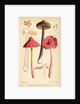 Sepia pinkgill and Pink waxcap mushrooms by Worthington George Smith