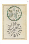 Crystallised salts by Martin Frobene Ledermuller