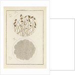 Nut mould and reed structures by Martin Frobene Ledermuller