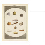 Shells and foraminfera by Martin Frobene Ledermuller