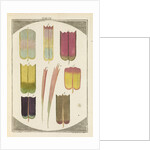 Butterfly wing scales by Martin Frobene Ledermuller