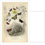 Butterflies in general by Benham and Reeve