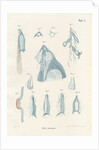 Abyla pentagona' by Adolf Sauer