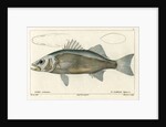 European seabass by Francois Plée