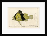 Barred soapfish by Francois Plée