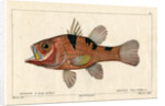 Three-spot cardinalfish by Francois Plée