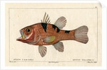 Three-spot cardinalfish by Francois Plée